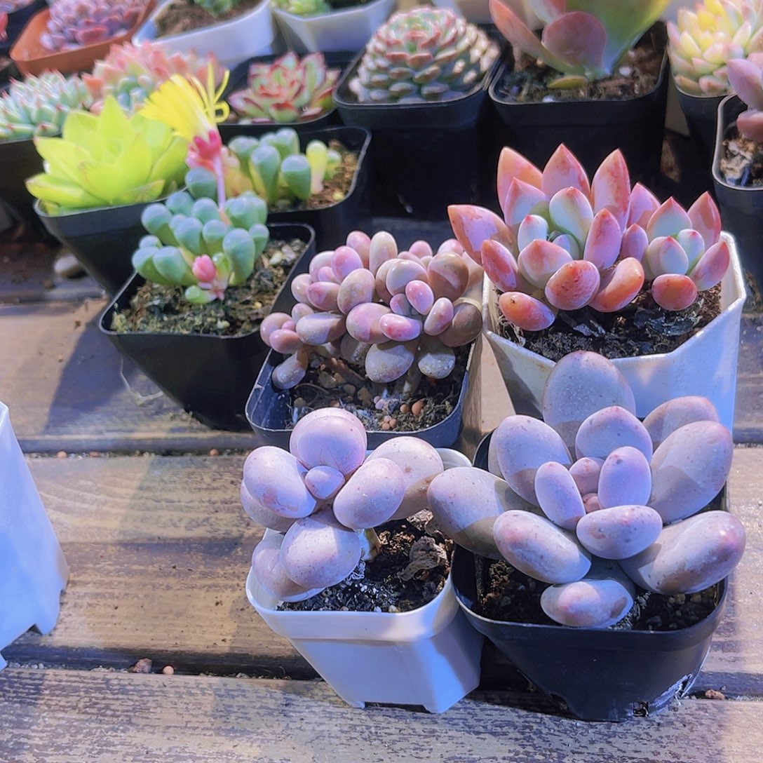 奶酪。桃美人。桃蛋。奥普