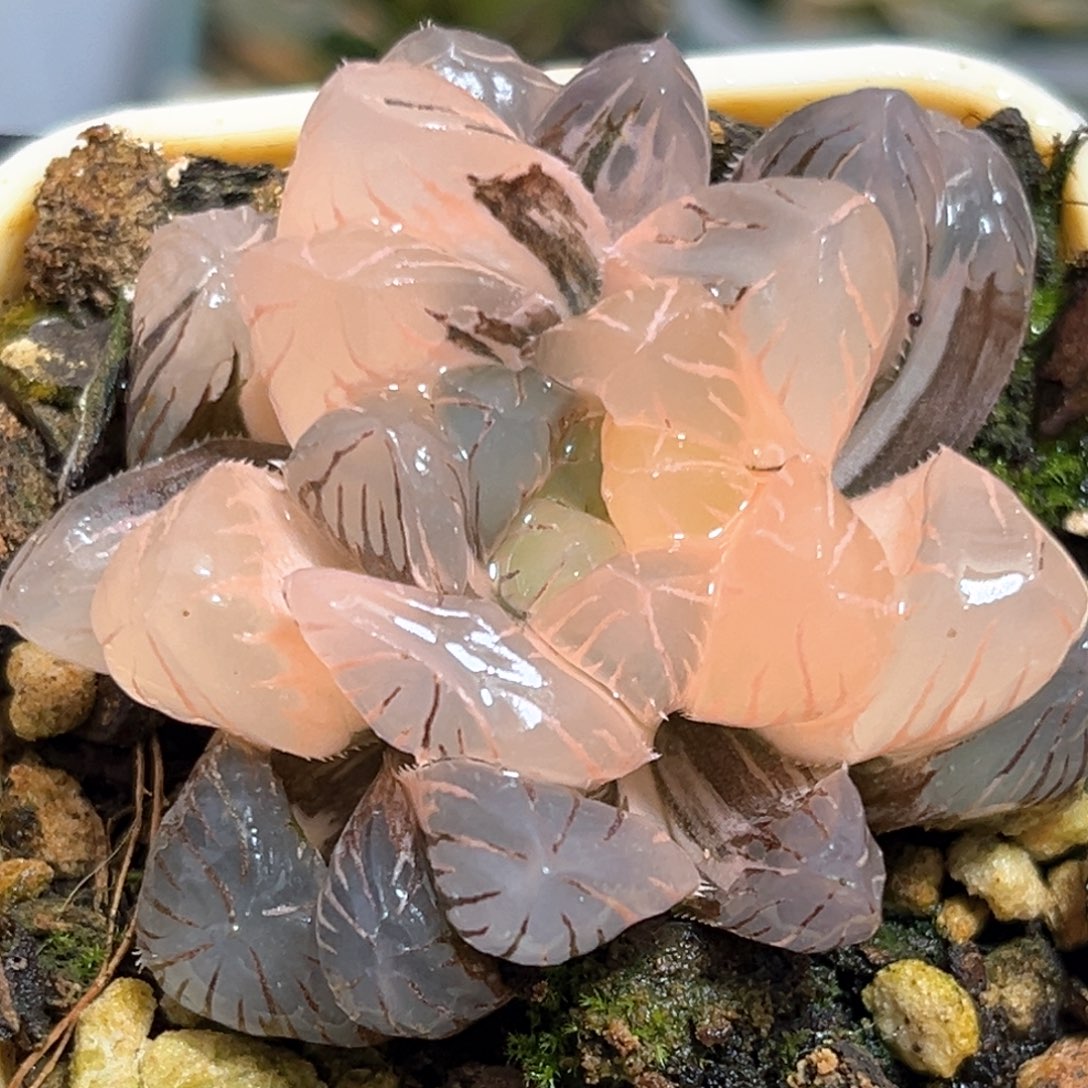 恭喜发财大吉大利540