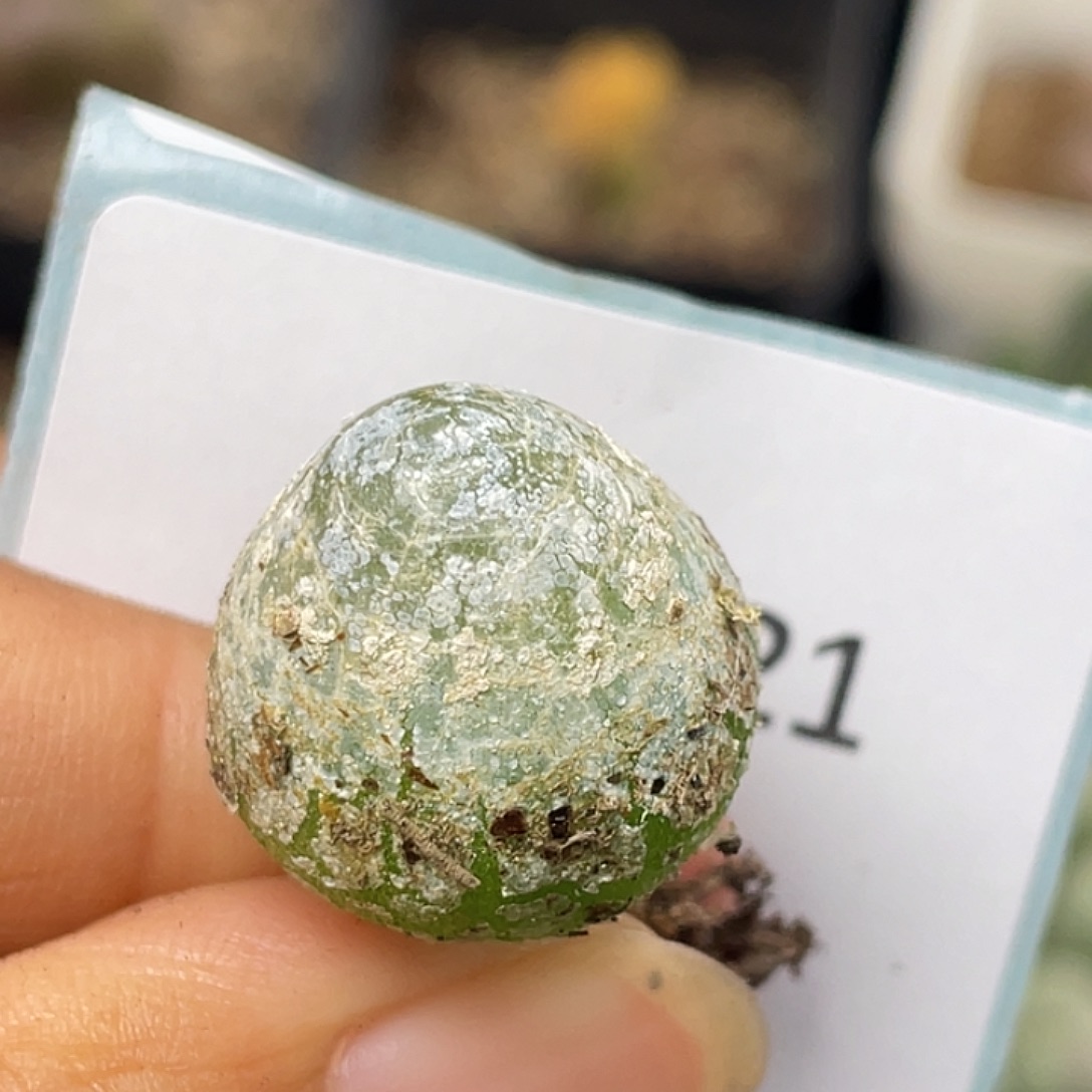 28-21灯泡多肉植物