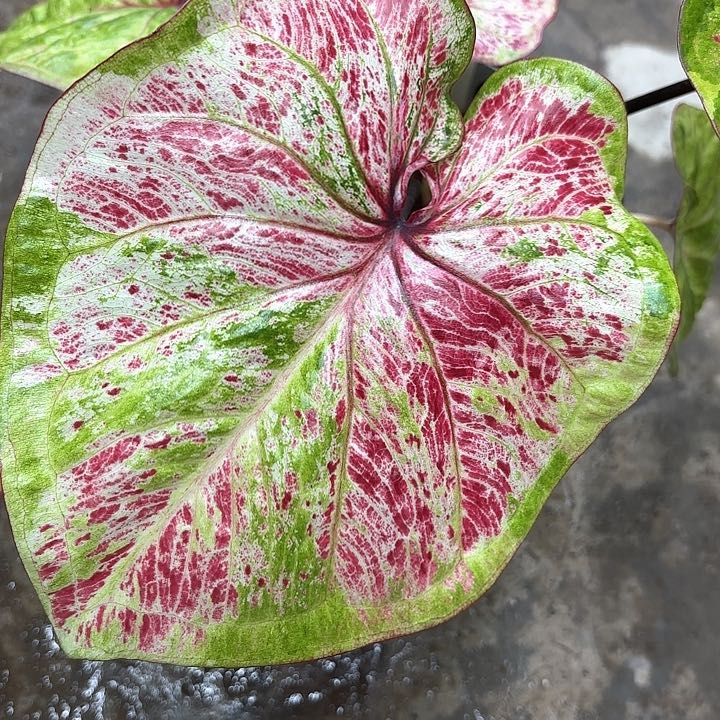 遗***春65-0214彩叶芋广东现货