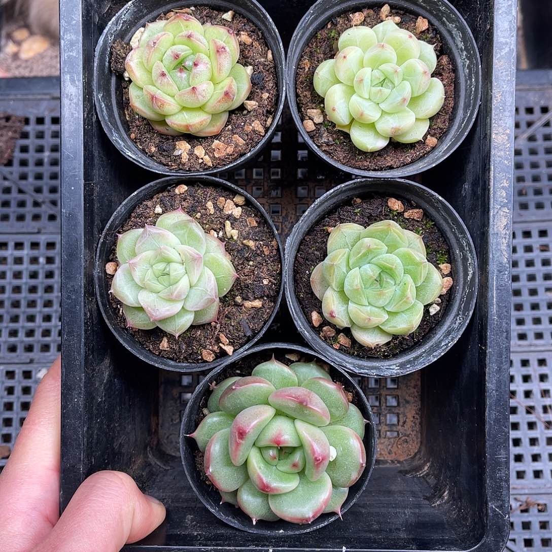 多肉一物一拍29-35