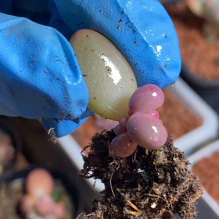 奶酪锦基因多肉植物