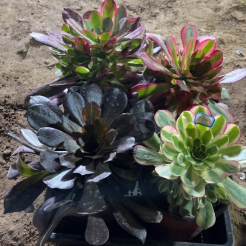 374多肉植物组合