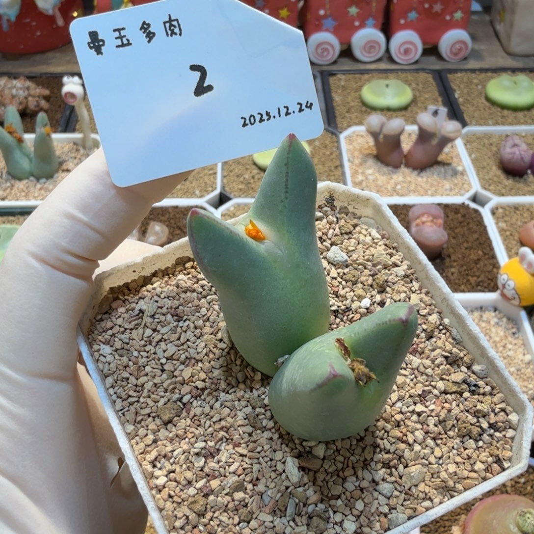 小****多肉多肉多肉12.24-002