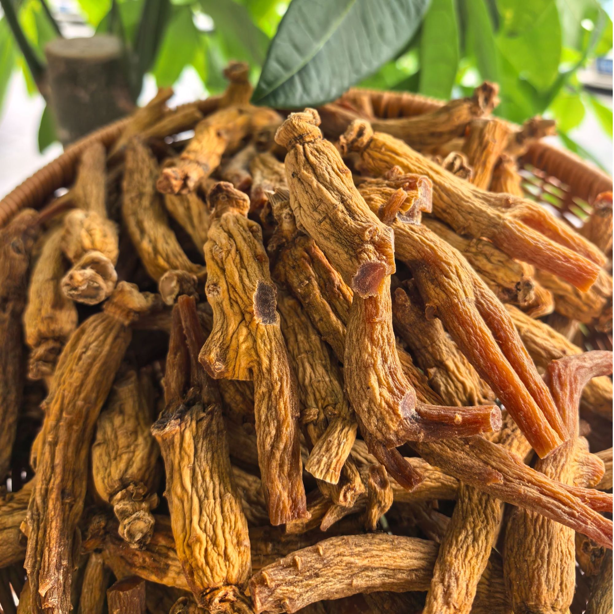 长白山高丽参整支原枝参节日送礼佳品元气滋补可切片