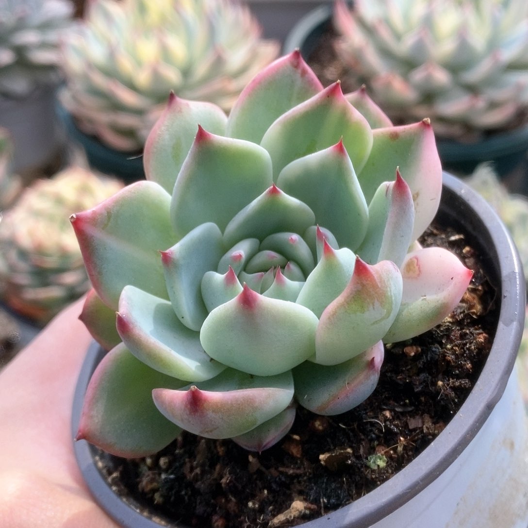 D127锦锦锦锦锦锦锦