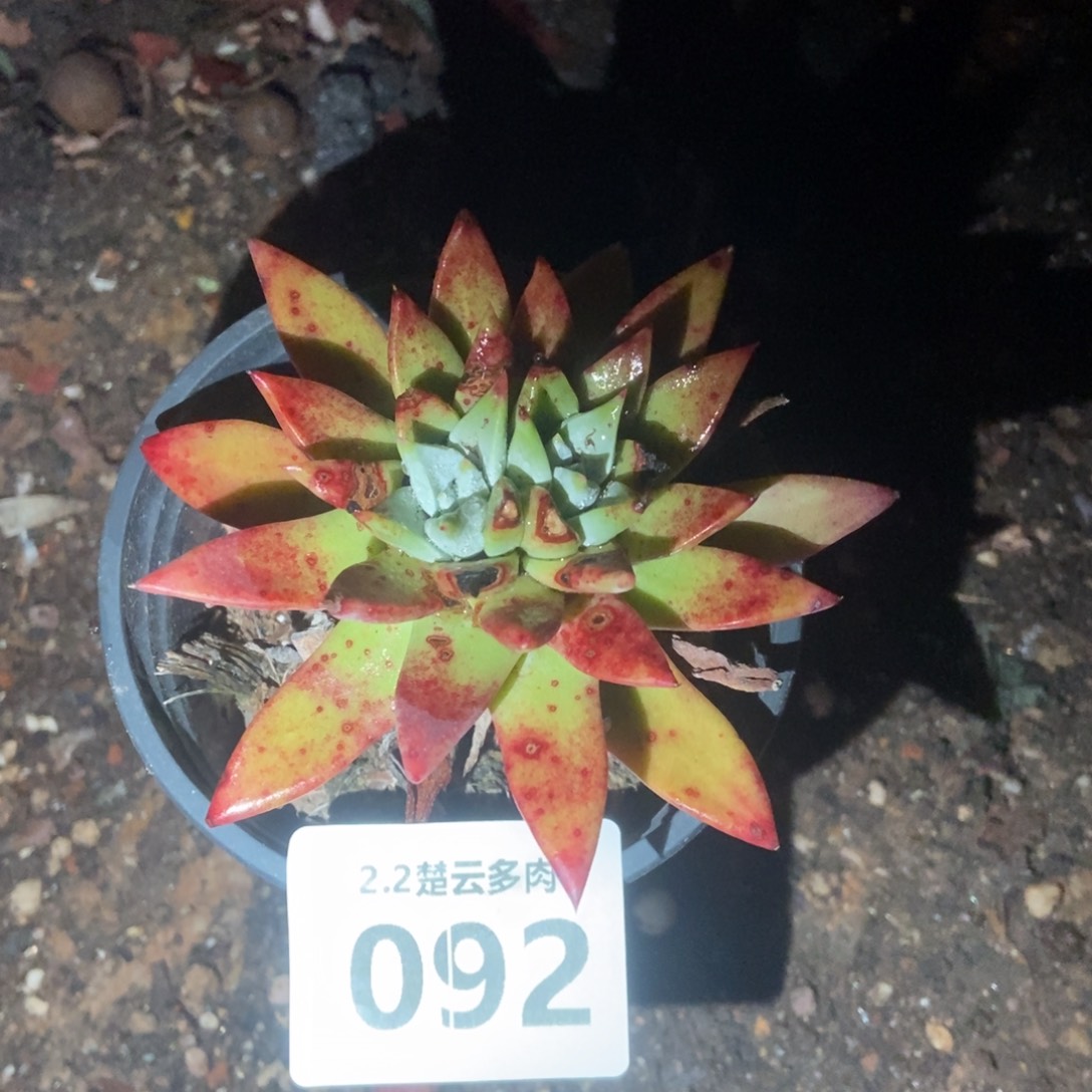 092多肉植物啦啦啦