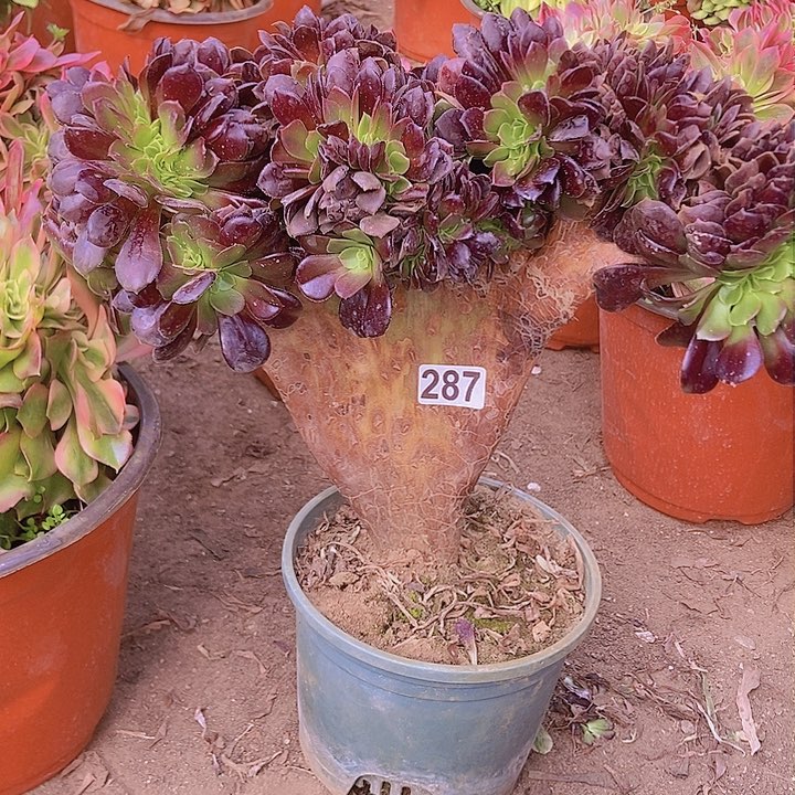 287欧紫缀化老板子法师
