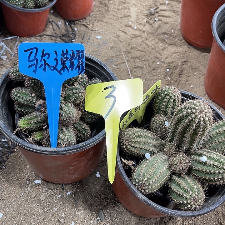马尔文，红花不包破损3号