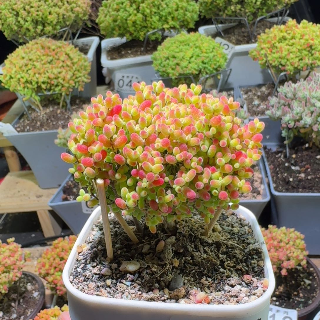 枝干上蜜桔糖球428