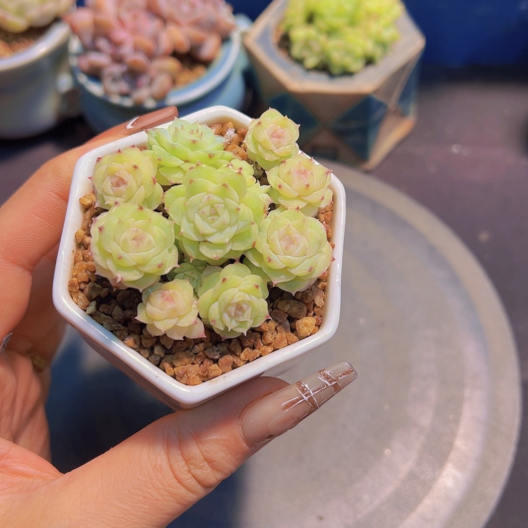 彭*憨灵犀珍妮，带盆发货，