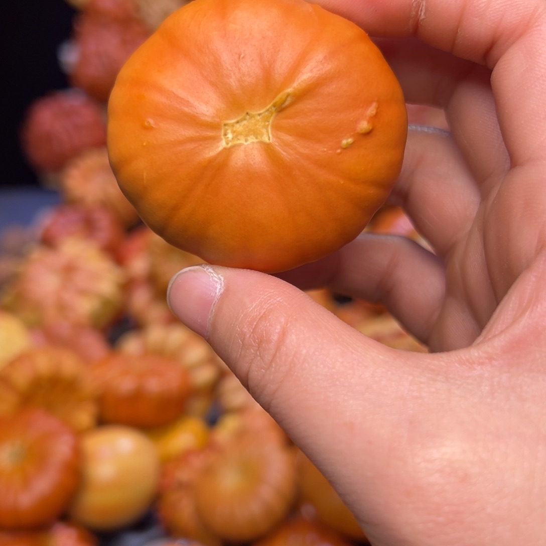 墨西哥葫芦花饼全品