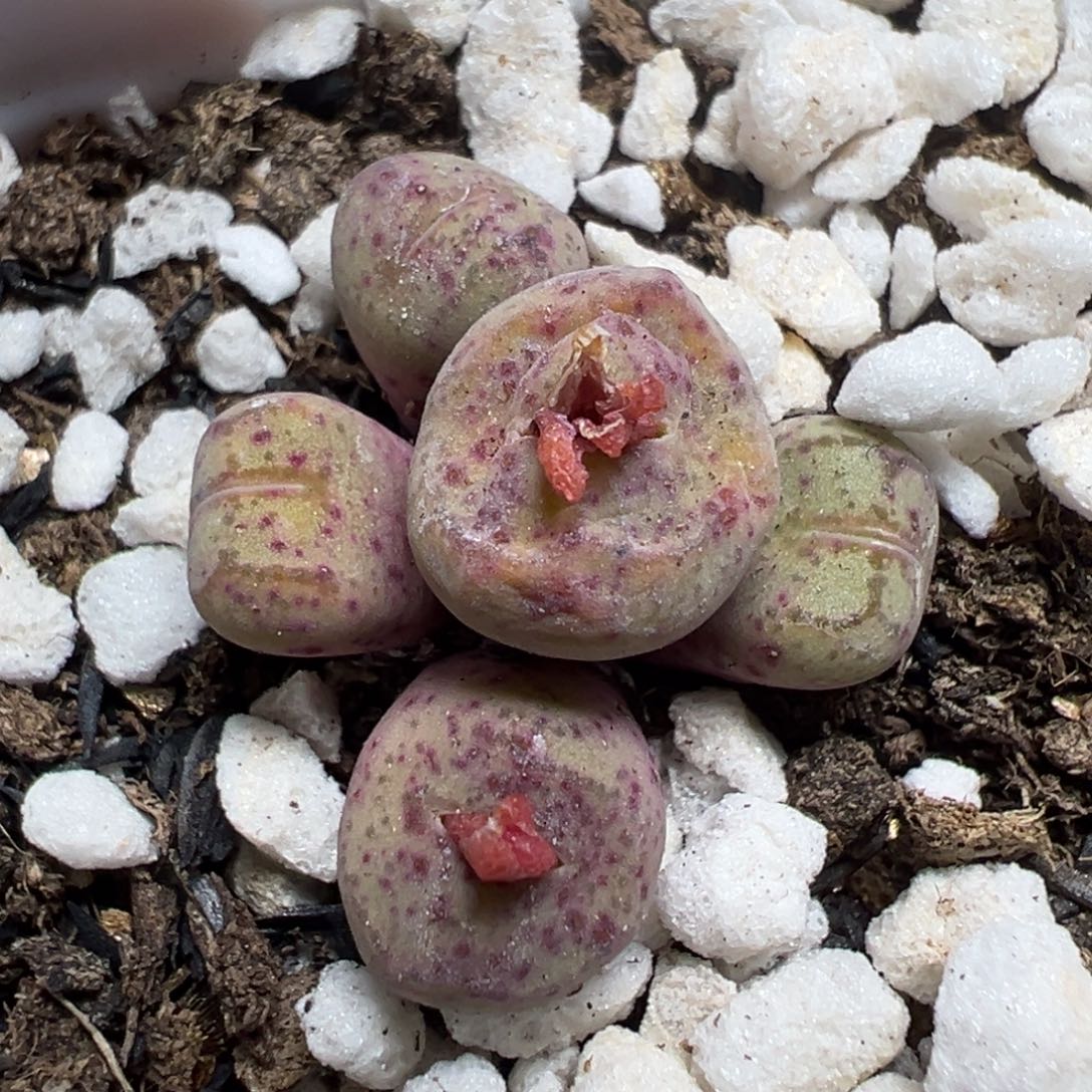 【闪购商品】 836。      