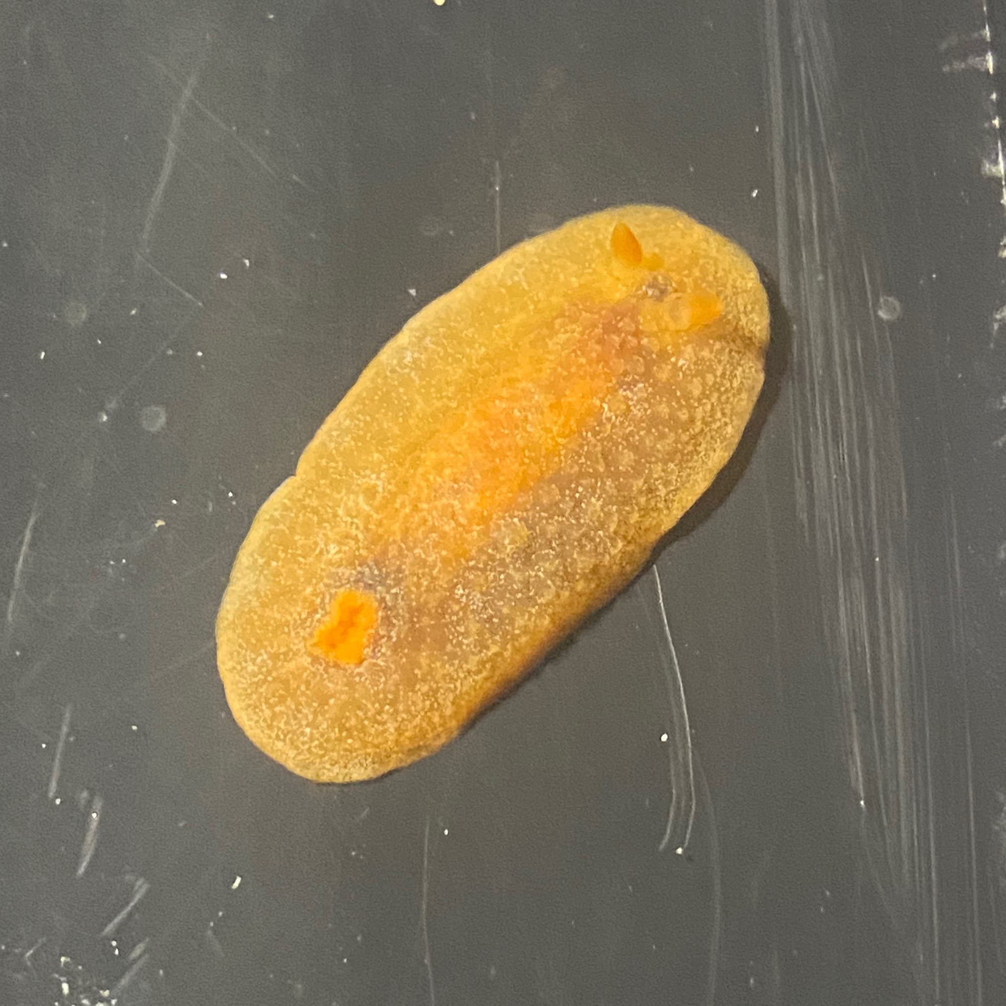 海水宠物 橙海兔海蛞蝓海牛可爱好养