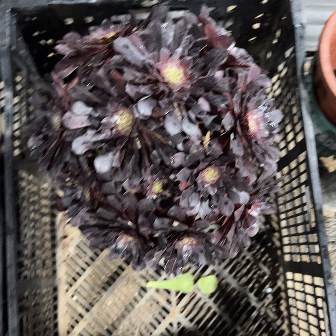 黑铜壶法师多肉植物漂亮