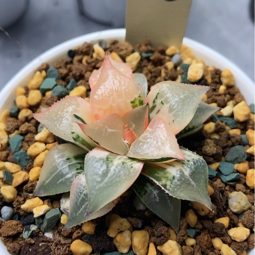 【闪购商品】丹*酒吞锦18