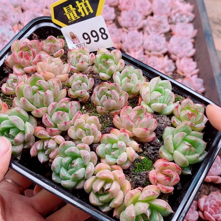 多肉植物多肉植物