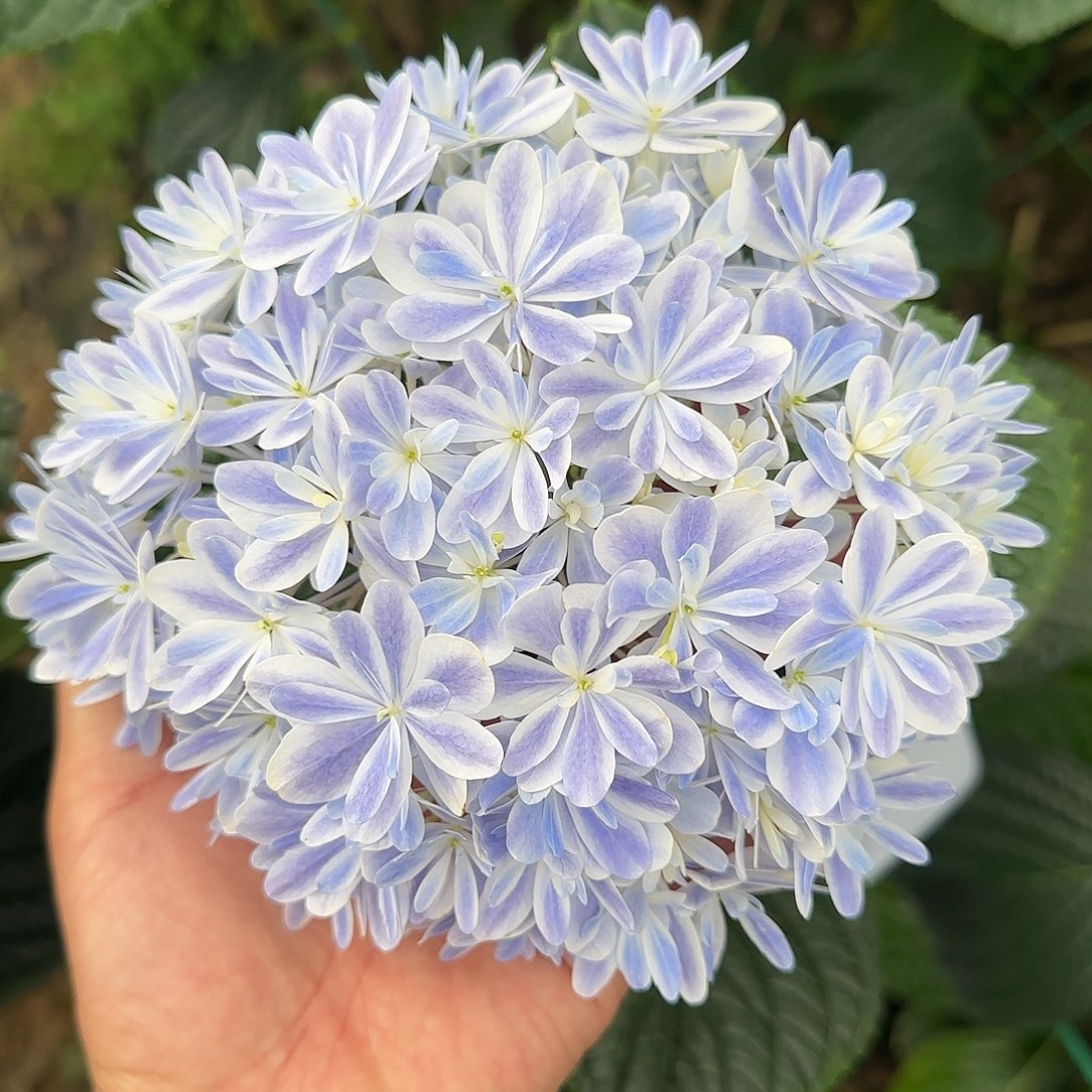 绣球切花一物一拍3枝起包邮，179