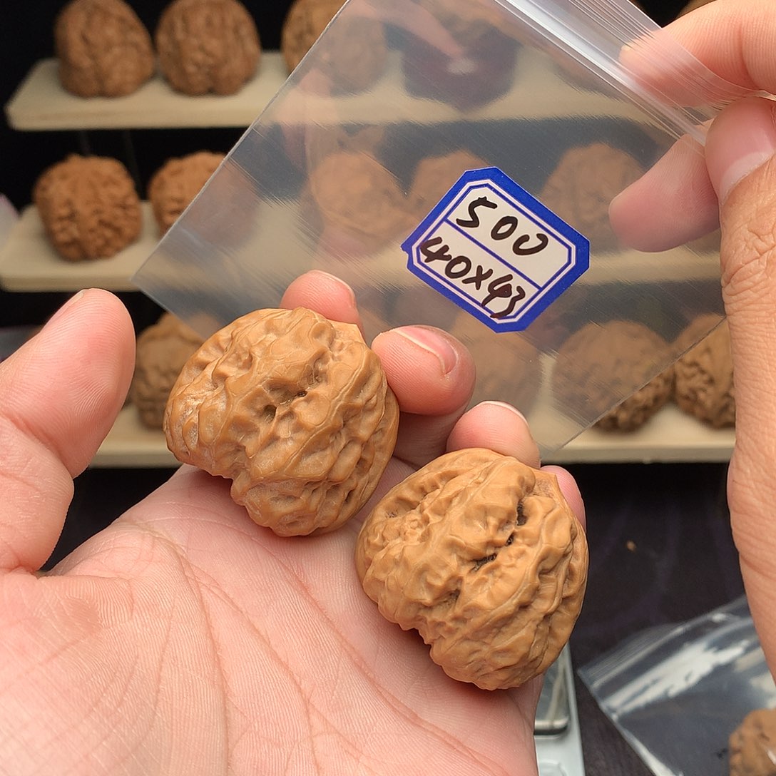 核桃500米40尺蛤蟆头