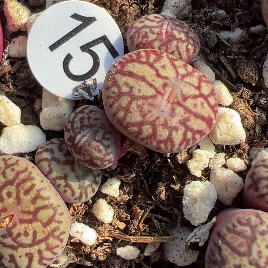 多肉植物111111111111111