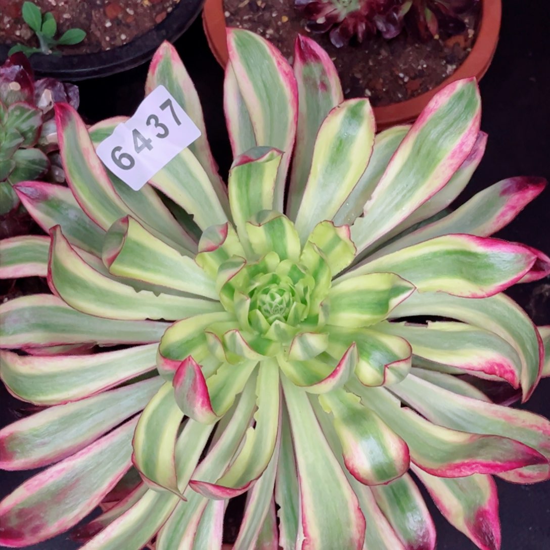 紫嫣变异孤品一颗多肉