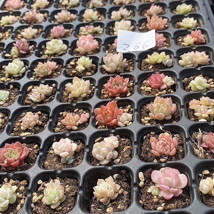 266 多肉植物盆栽花卉