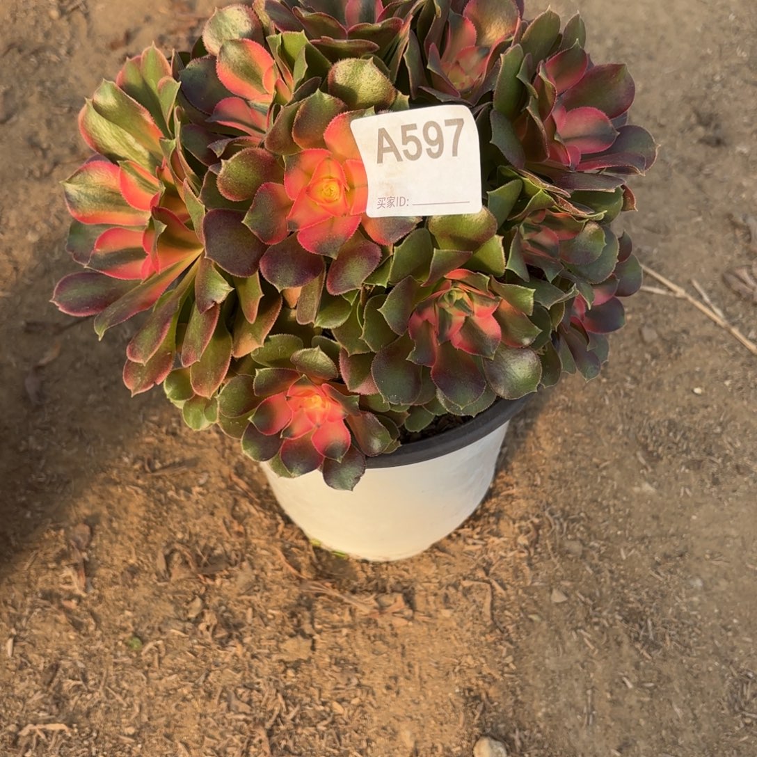 喜***洋香妃丛林断枝不包597