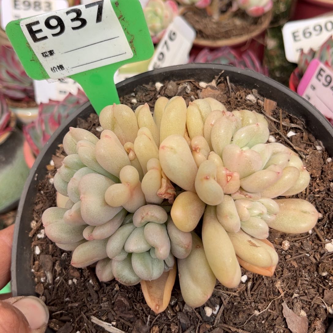 比尔盖茨多肉植物937号