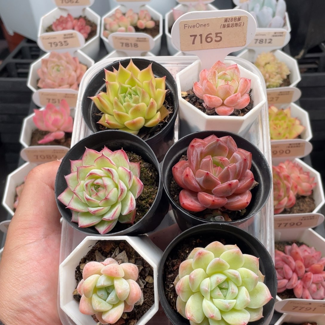 组合套餐共6颗7165