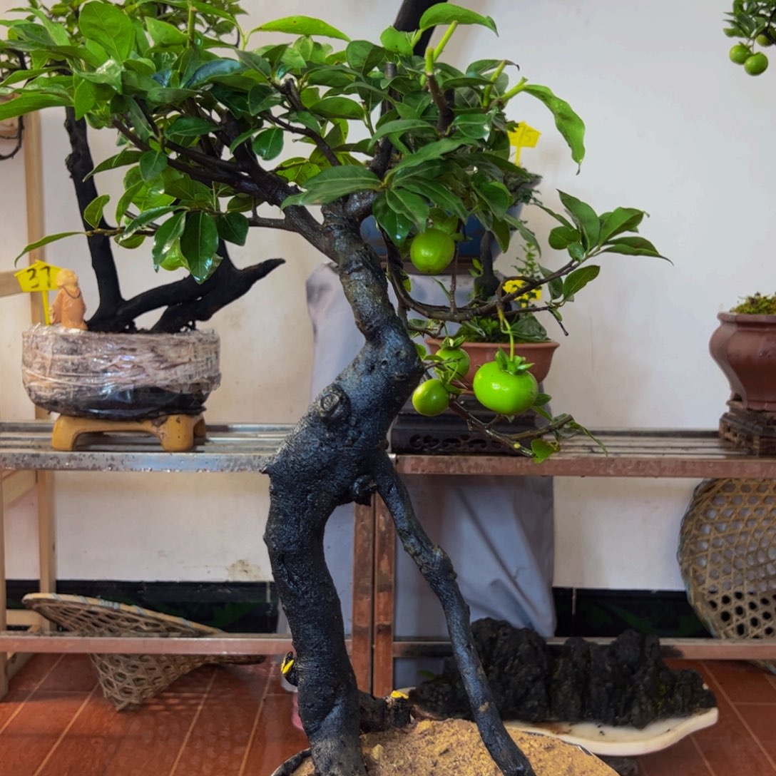 完全开放金弹子盆景一物一拍