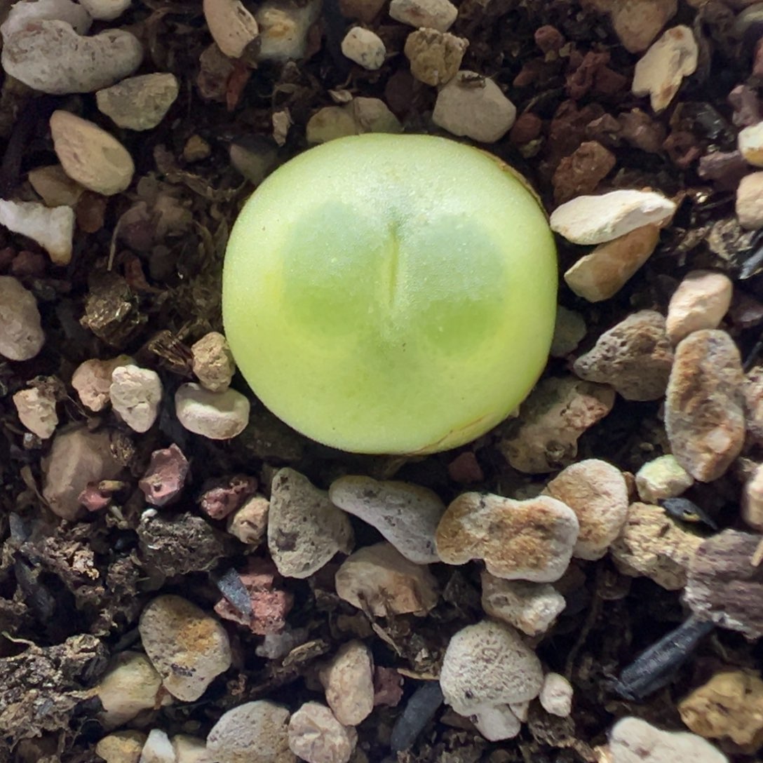 076拉登带盆土发货
