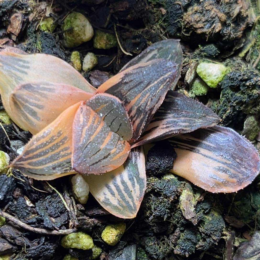 恭喜发财大吉大利562