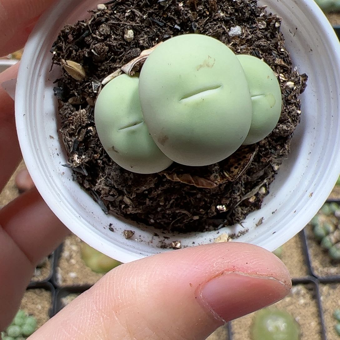 【闪购商品】389 鸽子蛋