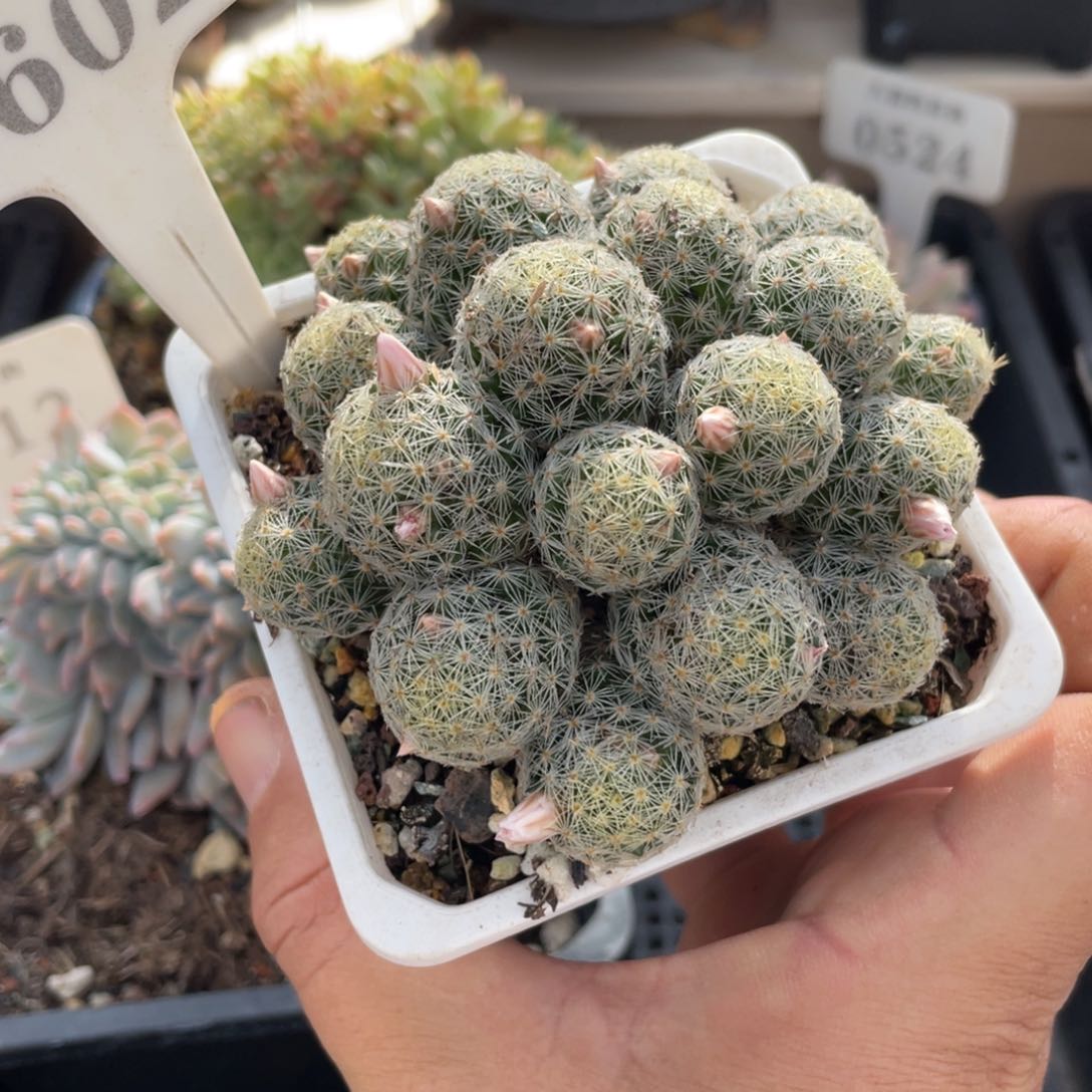 0602吉赛尔不带盆8厘米