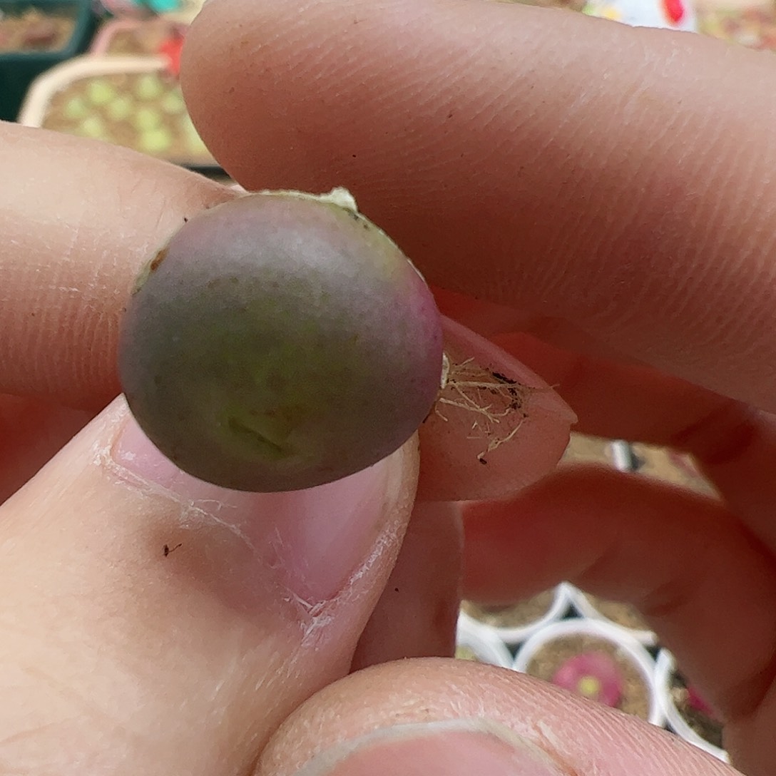 【闪购商品】17 开播福利