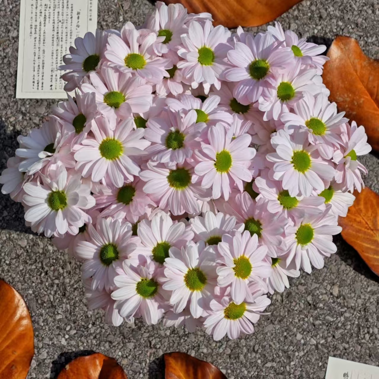 肯尼迪粉雏菊】鲜花家居办公室室内插花鲜切花花期长顺丰包邮