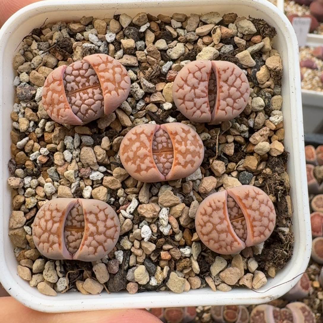 G226新品粉爪寿丽二代三年