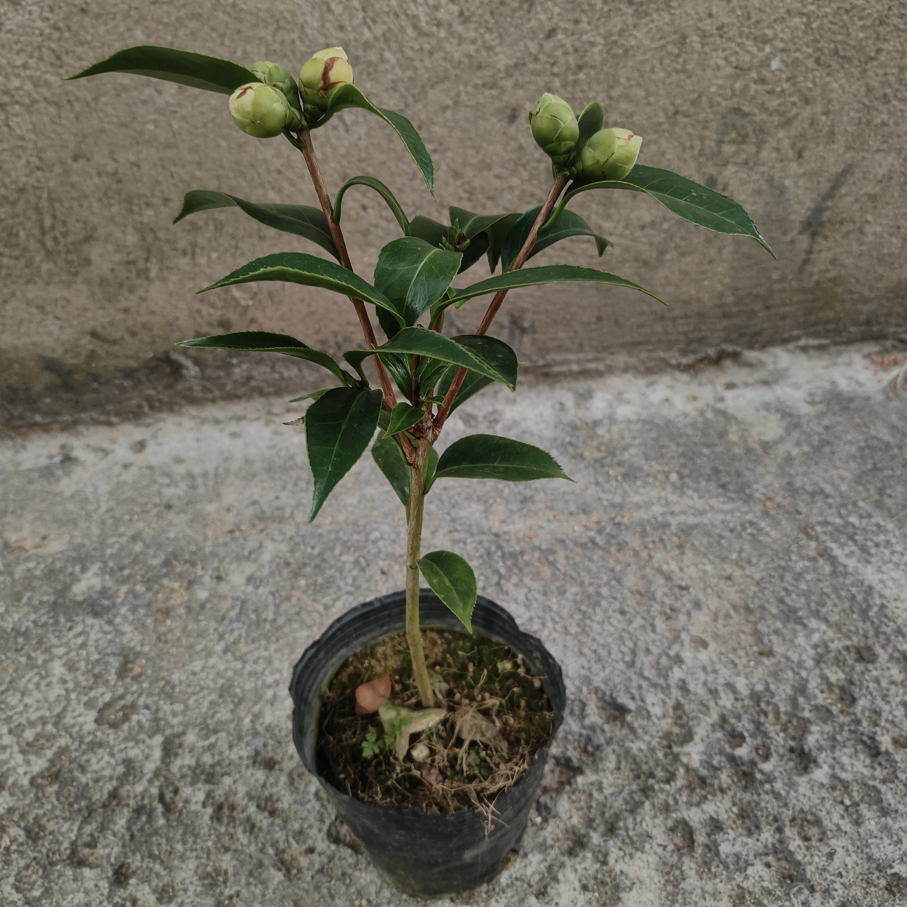 朱鹭之舞山茶花室内外阳台庭院带花苞好养花卉绿植