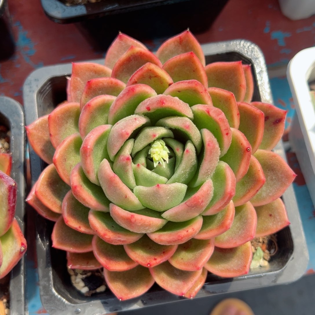 多肉植物一物一拍05