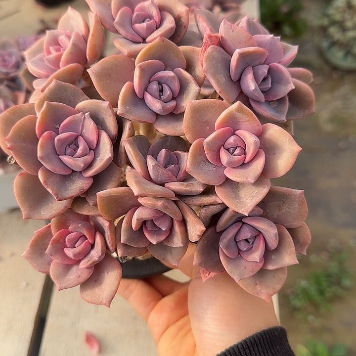 彩虹糖多肉植物的