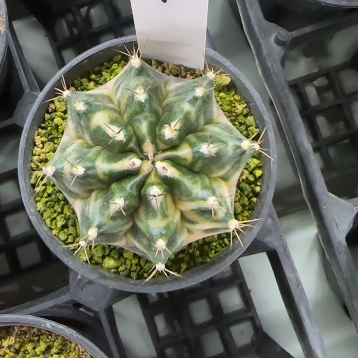 22-0208脱土发多肉