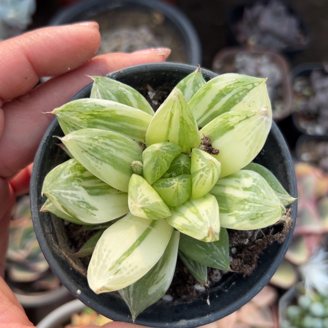 多肉植物多肉植物