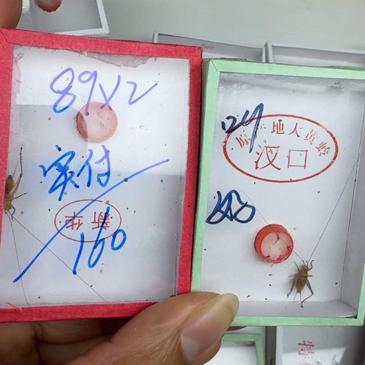 用***2蟋蟀蝈蝈我也1111111