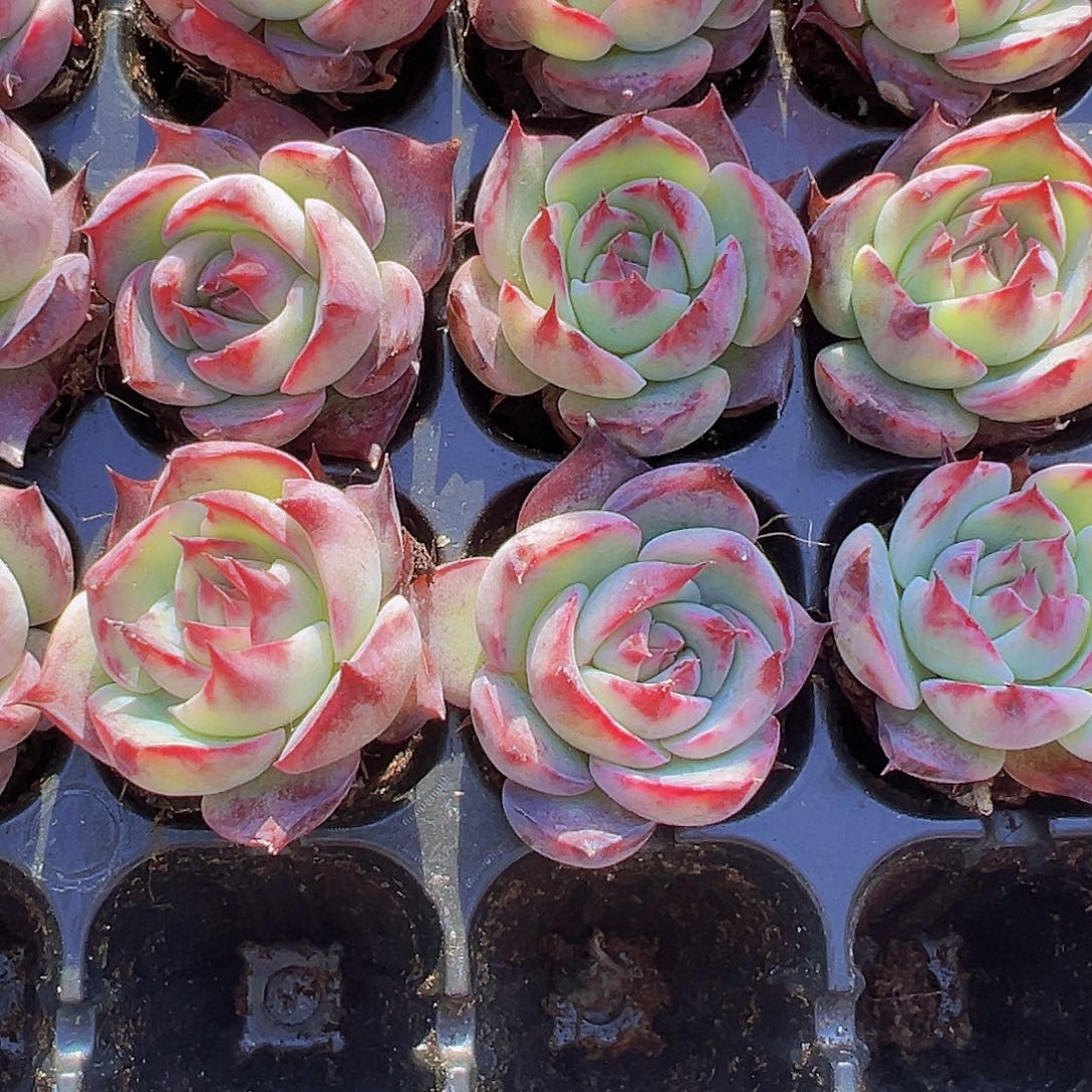 宽叶惊鸿5颗19包邮