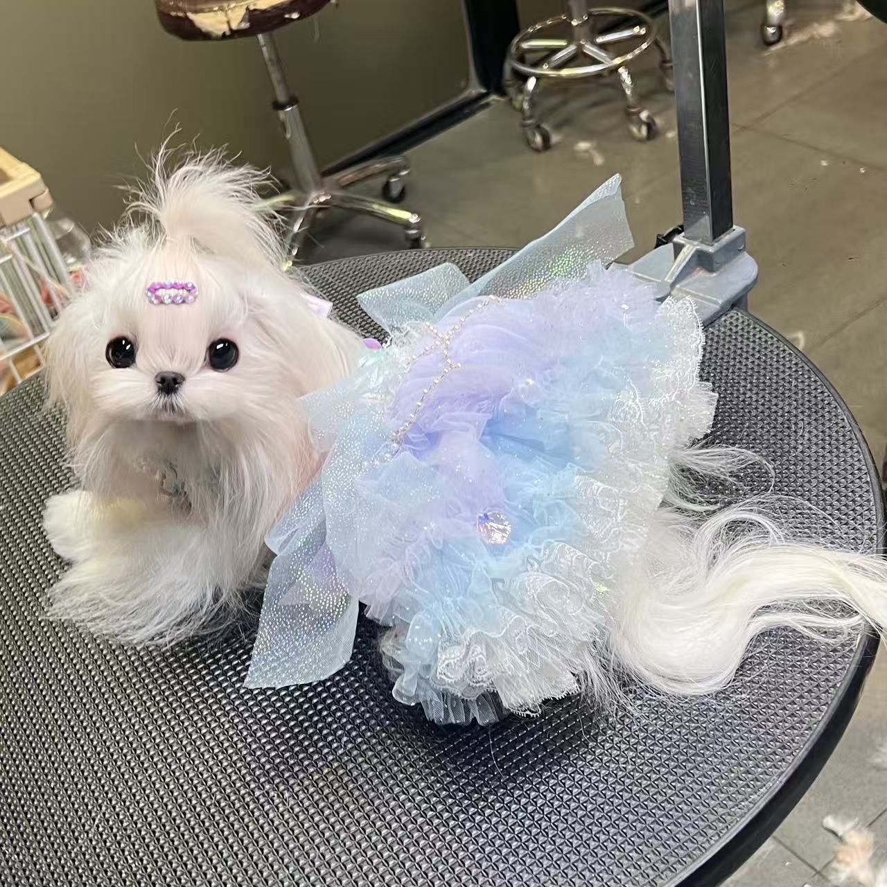 [铲屎官]约克夏马尔济斯西施比熊可爱伴侣犬礼物聪明温顺快乐小狗