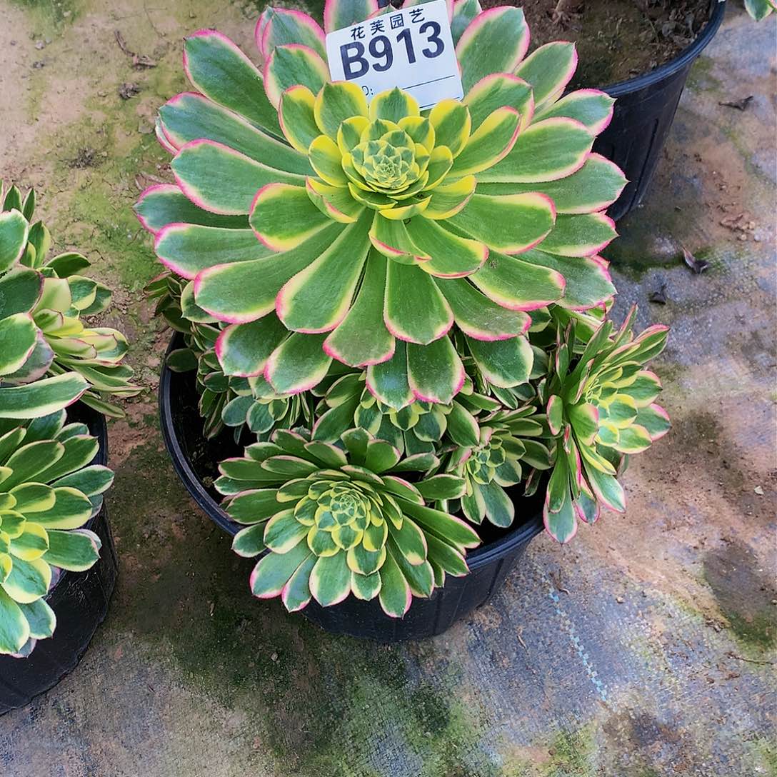 913多肉法师朝霞