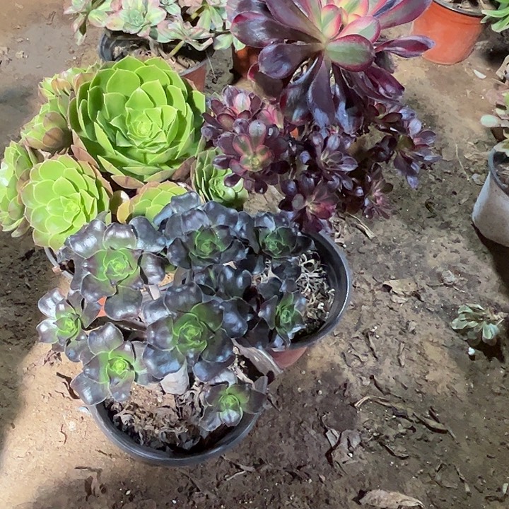 489多肉植物组合，瑕疵特价，