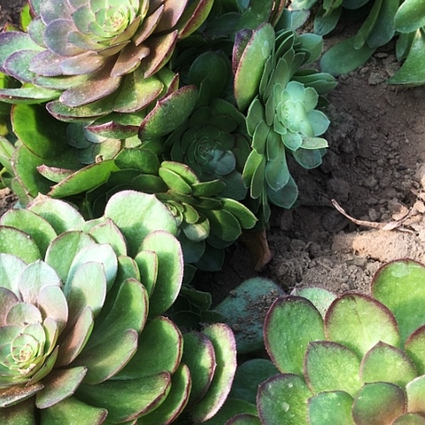 万圣节地拔水桩715