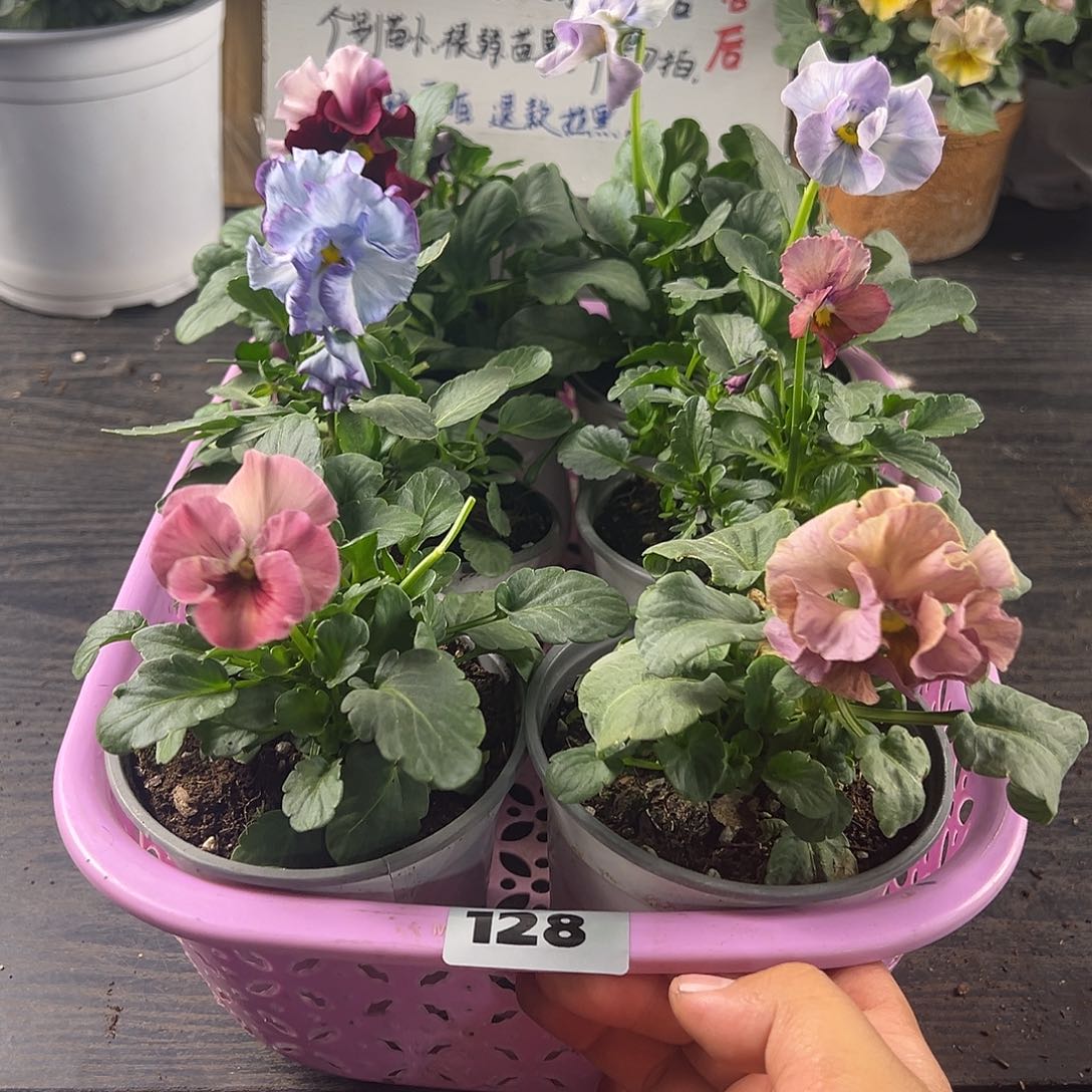 大部分花苞少量开放128号