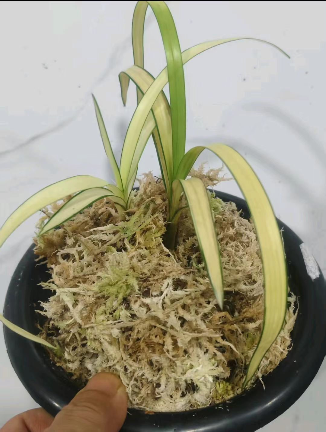 兰花艺草，一物一拍，100到200链接